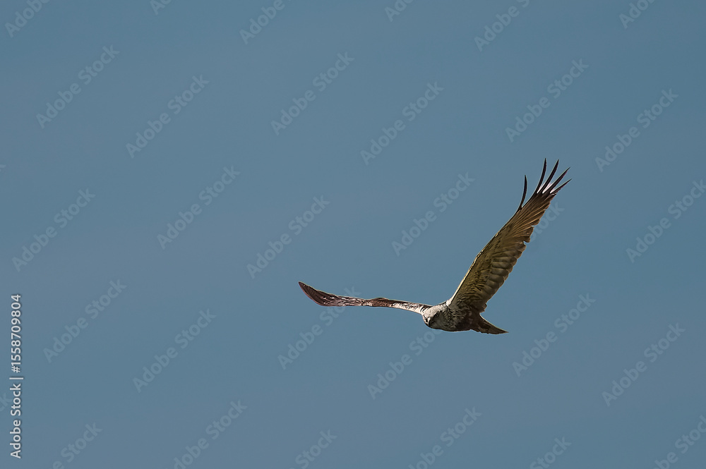 Fototapeta premium osprey in flight
