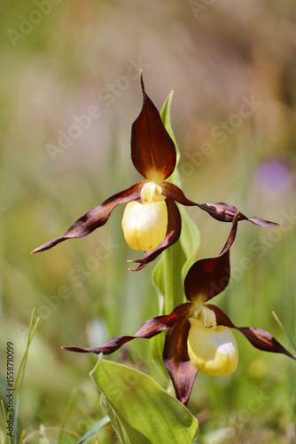 Orchidée sauvage Sabot de Vénus