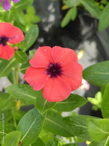 Bright Red Flower With Dew Drops Over Lush Green Leaves Outdoors