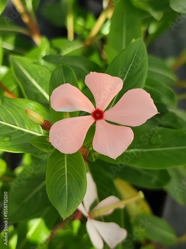 Purple Periwinkle Flowers with White Centers – Close-Up in Garden with Natural Green Foliage