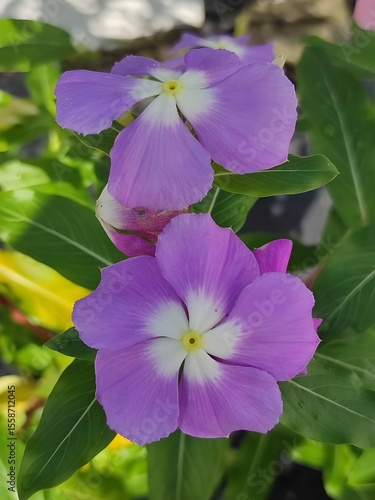 Lavender Periwinkle Flowers with White Centers – Close-Up in Garden with Green Leaves