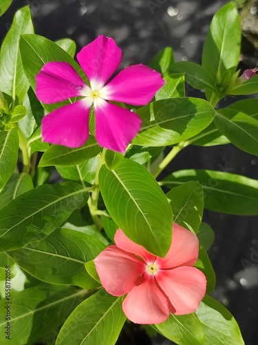 Magenta and Peach Periwinkle Flowers – Dual Bloom in Garden with Green Leaves and Natural Light