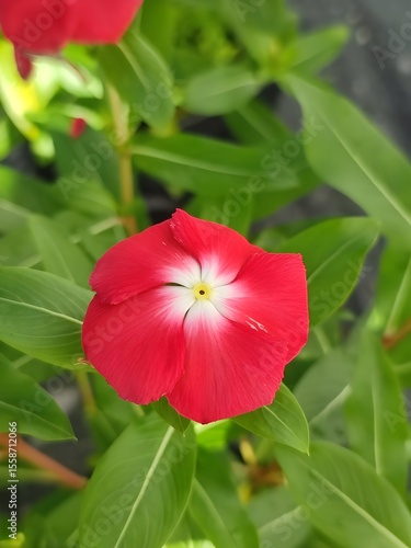 Red Periwinkle Flower with White Center – Close-Up in Sunlight with Lush Green Leaves