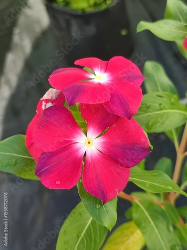 Close-Up of Vibrant Pink Flowers in Bloom Against Green Foliage