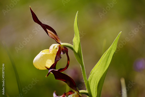 Sabot de Vénus macro