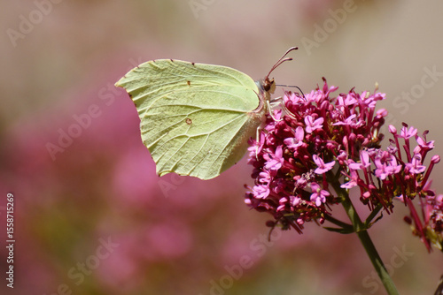 Papillon citron sur une fleur de valériane