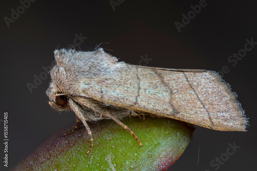 Die Dreilinieneule (Charanyca trigrammica)