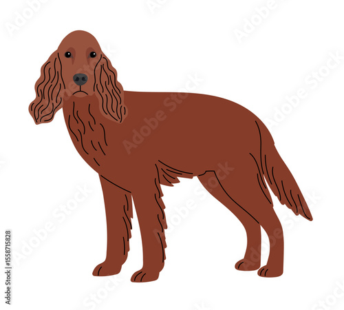 Setter breed dog isolated on white