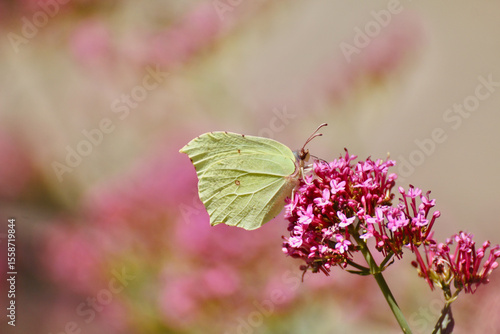 Papillon Gonepteryx rhamni