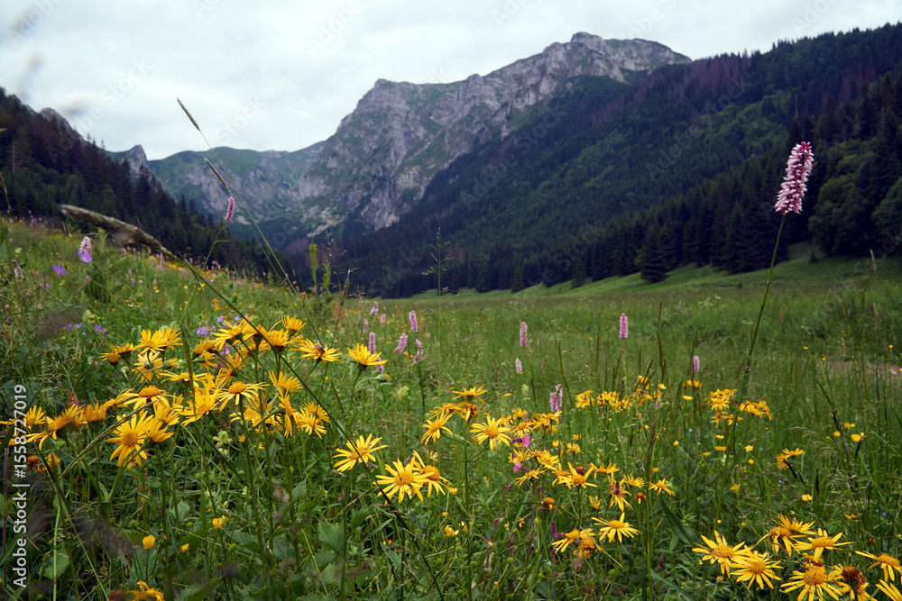 Fototapeta premium Colorful flowers blooming in a meadow in spring in the Tatra Mountains