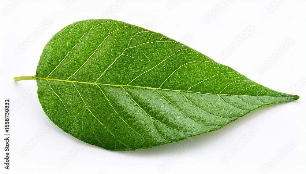 Obraz premium green leaves isolated from white background