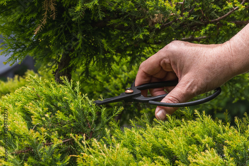A gardener makes a decorative trimming of a juniper with garden shears. Topiary pruning of evergreen plants in the garden.