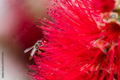 Hoverfly feeding on nectar on a red flower called Callistemon laevis