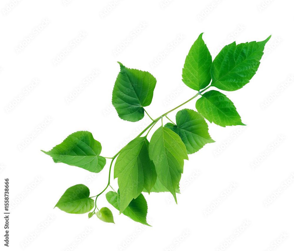 Fototapeta premium Green Leaves