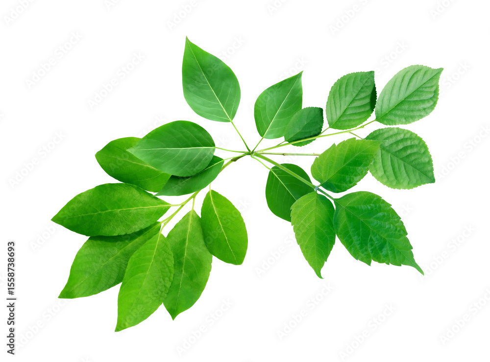 Fototapeta premium Green Leaves
