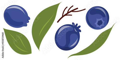 Photos Shadberry berries and leaves, vector set on a white background
