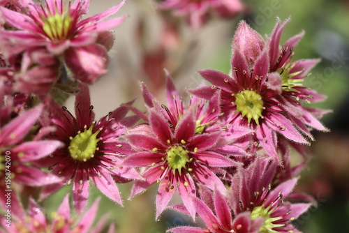 rojnik kwiat różowy semperivum