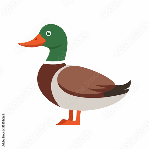 duck isolated on white