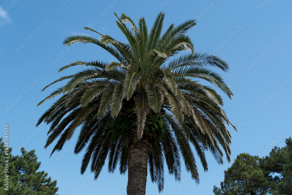 Obraz premium Palm tree on blue sky background. Tropical palm tree with green leaves. Palm tree in the park on a sunny day. Summer landscape.