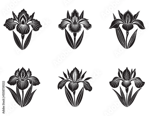 Stylized black iris flower isolated on white background