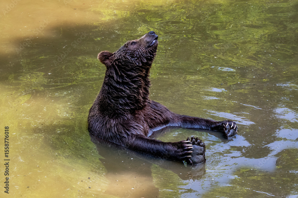 Naklejka premium Braunbär im Wasser