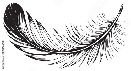 A delicate black and white line drawing of a single feather quill