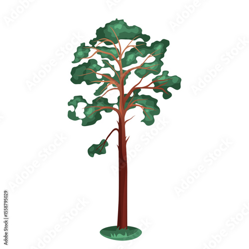 Vector evergreen tree or pine flora. Coniferous plant for wildlife park element. Forest and wood biodiversity. Woodland timber or park emblem. Needle foliage and greenery isolated symbol. Outdoor.