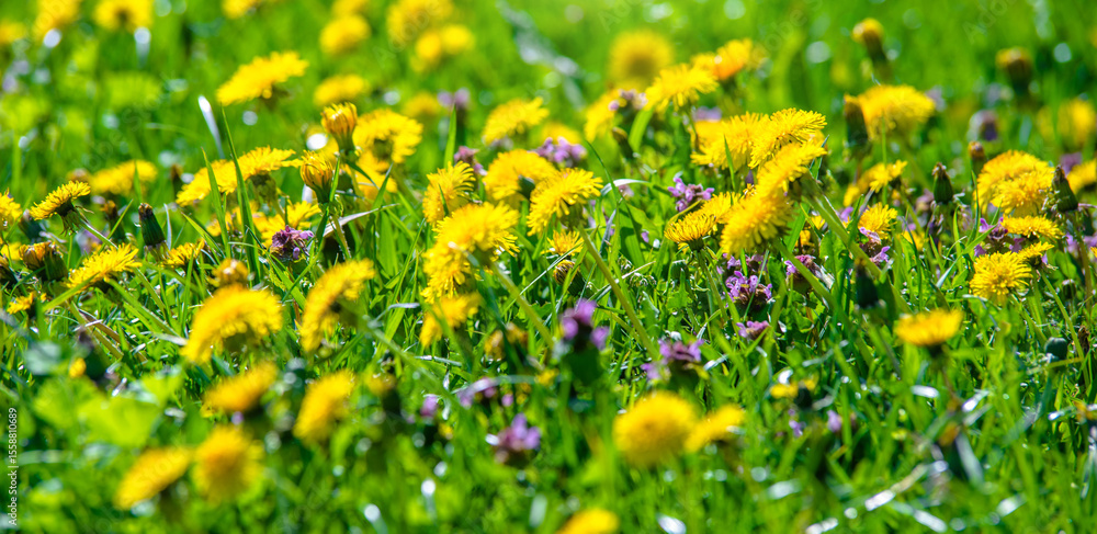 Fototapeta premium Yellow dandelions blooming on grass background 