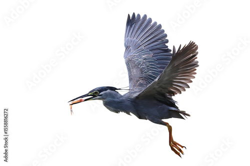 Photography Beautiful flying Striated Heron catches fish isolated on transparent background