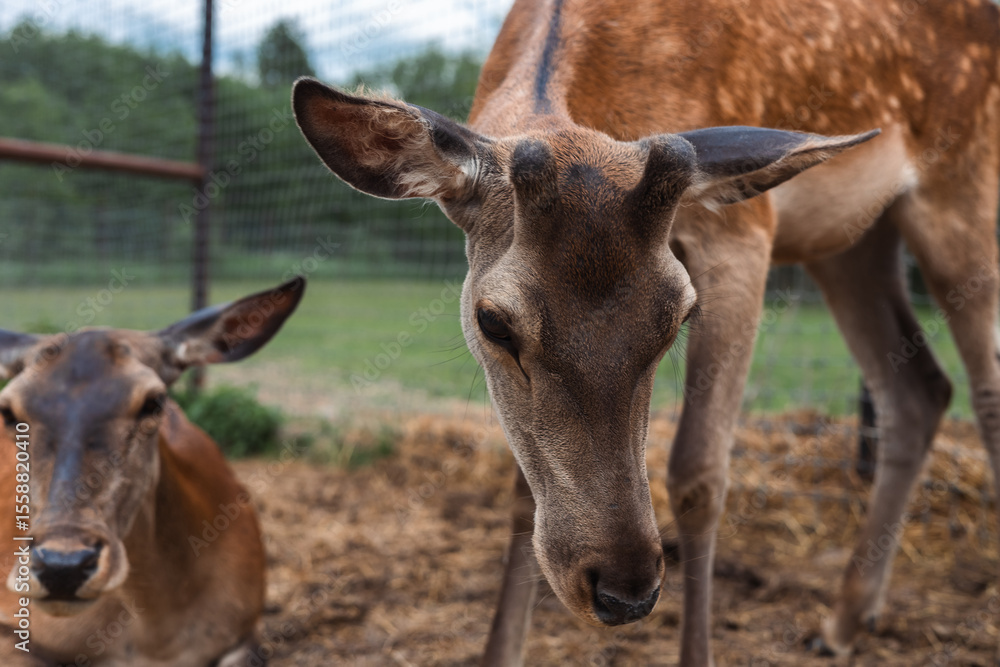 A young deer lowers its head in a fenced wildlife sanctuary. A baby red deer stands next to its mother in a wildlife sanctuary enclosure. A family of spotted red deer. A young deer lowers its head in a fenced wildlife sanctuary. A baby red deer stands next to its mother in a wildlife sanctuary enclosure. A family of spotted red deer.