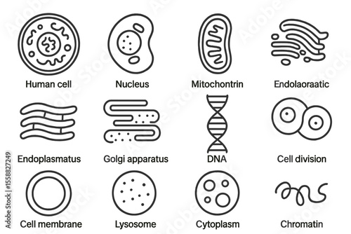 Illustrated human cell structures and organelles with labels