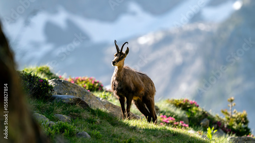 Canvastavla Chamois des Alpes dans le Parc National du Mercantour au printemps