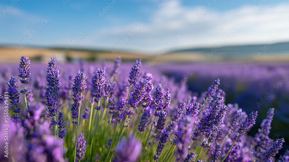 Fototapeta premium 満開の紫色ラベンダーが咲き誇る美しい花畑 | 自然光の風景