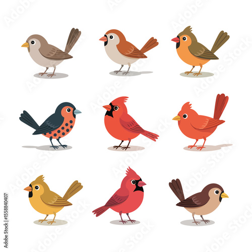 Colorful bird illustrations isolated on white background

