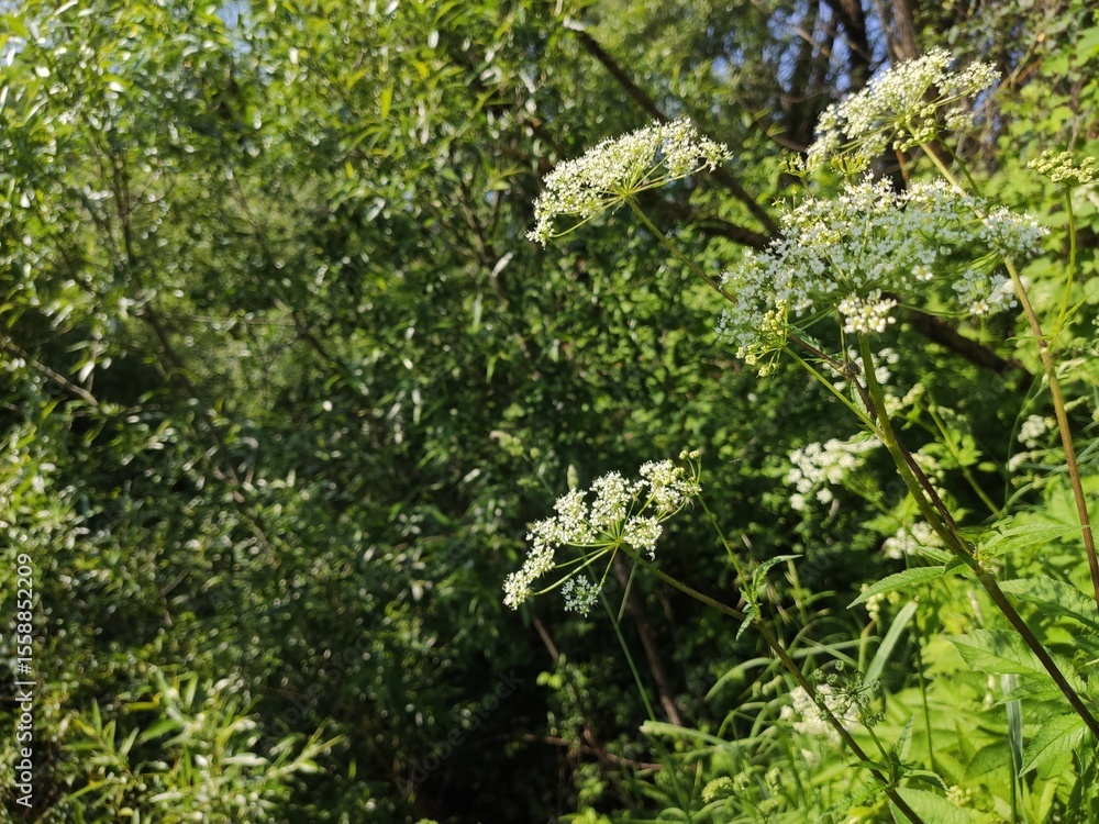 Wild white flowers blooming amidst dense green foliage for botanical studies and natural meadow imagery Wild white flowers blooming amidst dense green foliage for botanical studies and natural meadow imagery