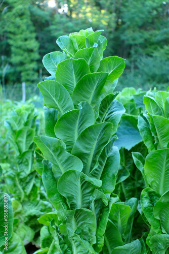 Cos (Romaine) lettuces variety Little Gem, grown organically in a vegetable garden using the no dig method but left too long to pick and have bolted. 
