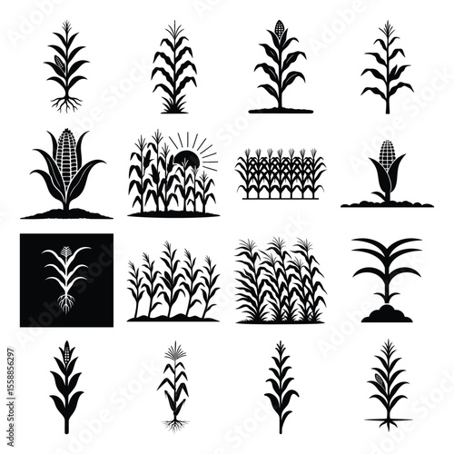 Corn plant and field silhouette vector set icons of maize stalks and farmland scene