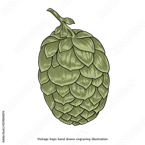 Vintage Hop Cone Illustration - Hand Drawn Engraving Style