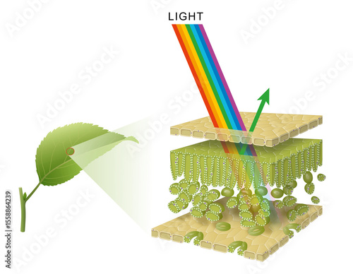 Light absorption and reflection in a leaf