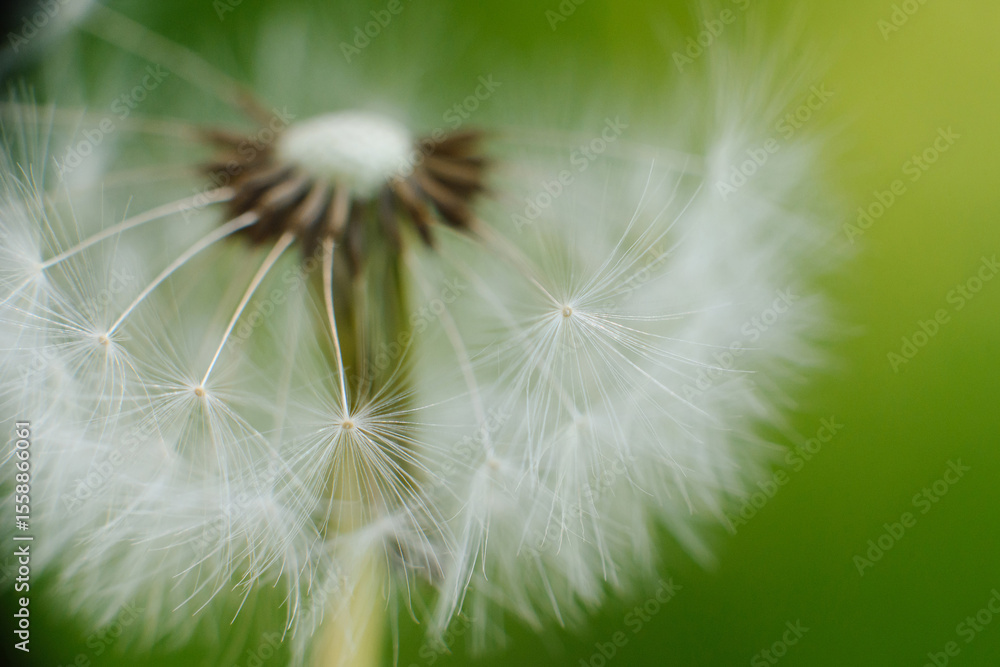 Fototapeta premium A delicate dandelion seed head, partially blown, with fluffy white parachutes ready to disperse, set against a soft green background.