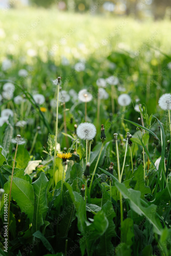 Obraz premium A vast field of fluffy white dandelions under soft sunlight, with some green leaves in focus, evoking a peaceful and idyllic summer scene.