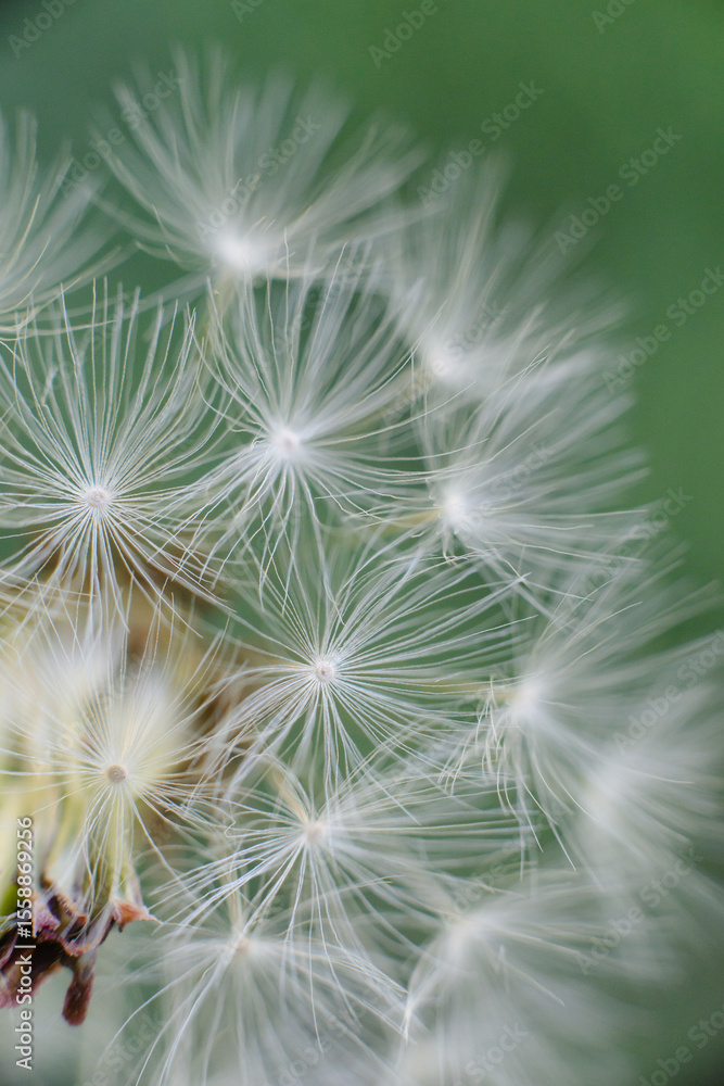 Obraz premium A fluffy dandelion seed head with delicate white parachutes, some in soft focus, against a blurred vibrant green background.