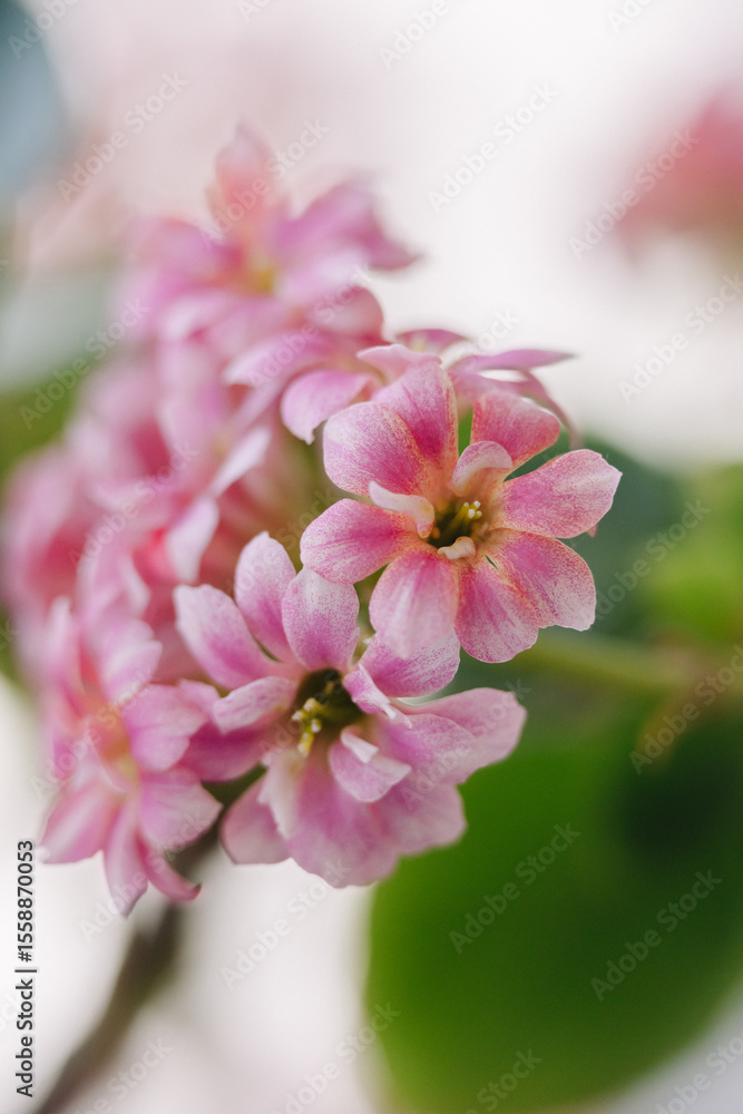 Fototapeta premium A delicate cluster of vibrant pink Kalanchoe blossoms, showcasing their intricate petals and soft hues against a blurred background. Perfect for floral themes.