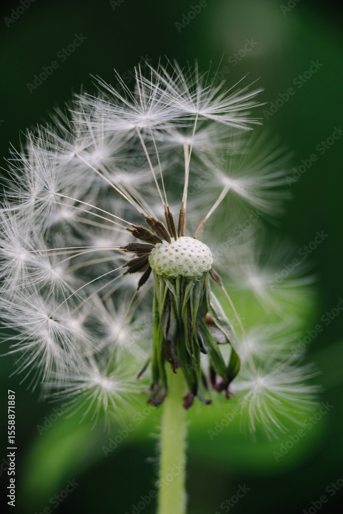 Fototapeta premium A close-up of a dandelion head after most seeds have dispersed, revealing its intricate structure and remaining few parachutes against a soft green background.