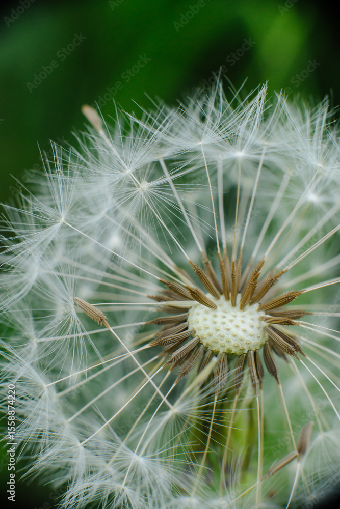 Fototapeta premium A mesmerizing macro shot of a dandelion seed head, showcasing the intricate structure of its seeds and their delicate, radiating pappus. Symbolizes wishes, new beginnings, and nature's fragile beauty.