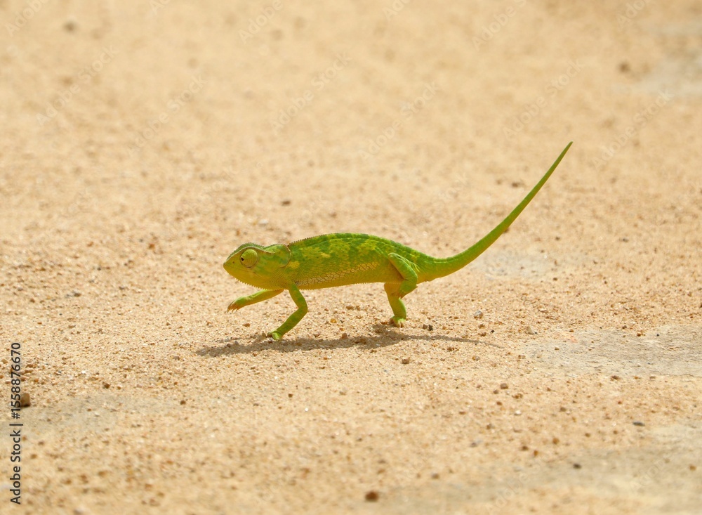 Fototapeta premium Vibrant green chameleon walking across sandy terrain under the sun