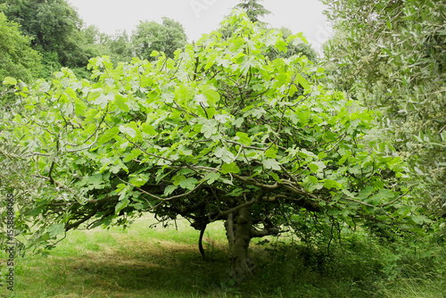 View of a beautiful fig tree