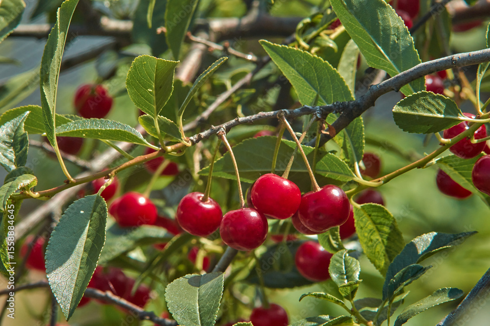 Obraz premium Lots of ripe cherries on a tree on a sunny summer day