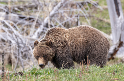 Wallpaper Mural Grizzly Bear in Springtime in Yellowstone National Park Wyoming Torontodigital.ca