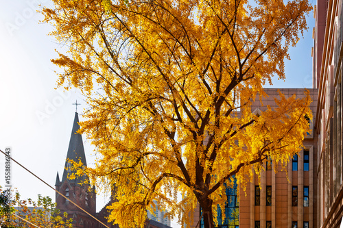 Canvas Print Yellow ginkgo  tree on road with Cathedral building background in Shanghai, Chin